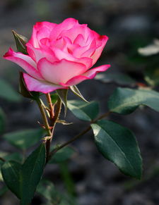 伏櫪 從痰盂頭到月季專輯，ZMF老驥伏櫪的藝術新生